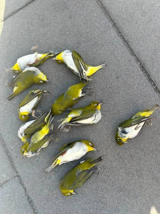 介绍个皇冠信用盘网址_北京一座大厦楼下躺了14只鸟介绍个皇冠信用盘网址，12只已死亡！元凶竟是玻璃