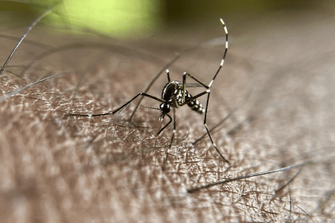 皇冠信用盘申请条件_巴西蚊子工厂准备投产：每周生产1.9亿只蚊子