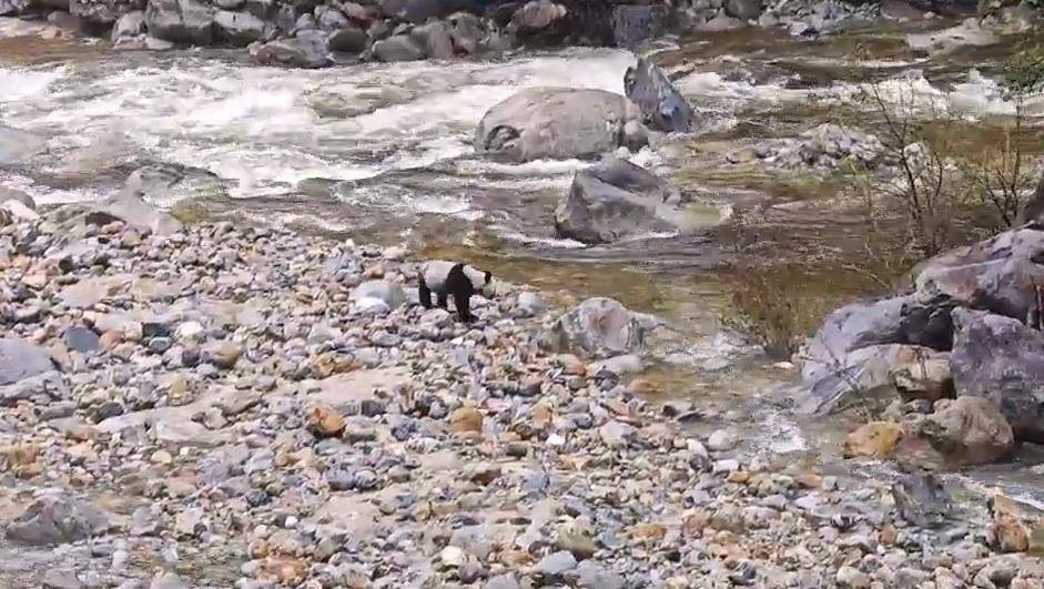 皇冠信用網押金多少_游客在陕西龙吟峡偶遇大熊猫过河皇冠信用網押金多少，景区：系纯野生秦岭大熊猫，今年首次发现