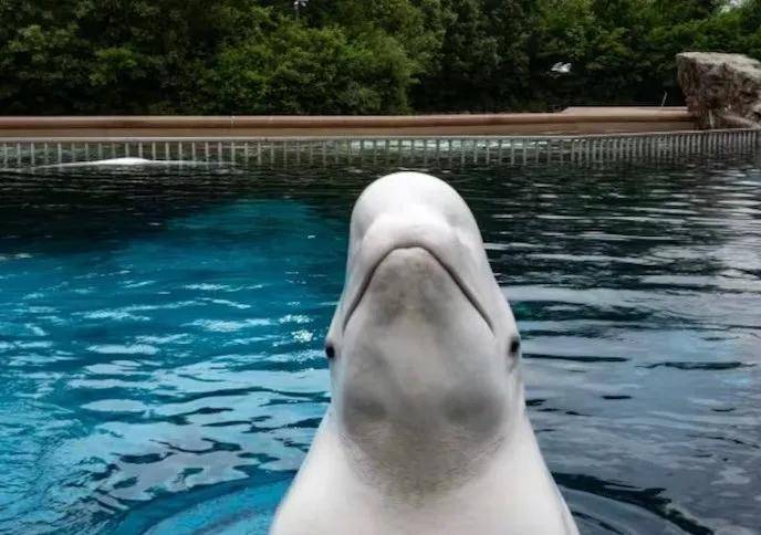 皇冠信用需要押金吗_宁愿全部安乐死皇冠信用需要押金吗,也不给中国?加拿大养不起30头白鲸,中国愿接手,然而...