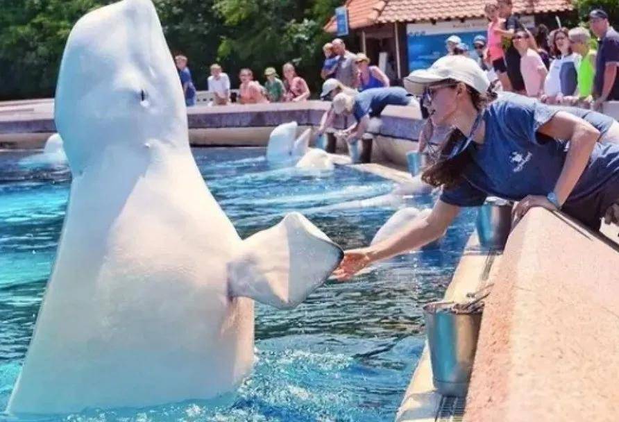 皇冠信用需要押金吗_宁愿全部安乐死皇冠信用需要押金吗,也不给中国?加拿大养不起30头白鲸,中国愿接手,然而...