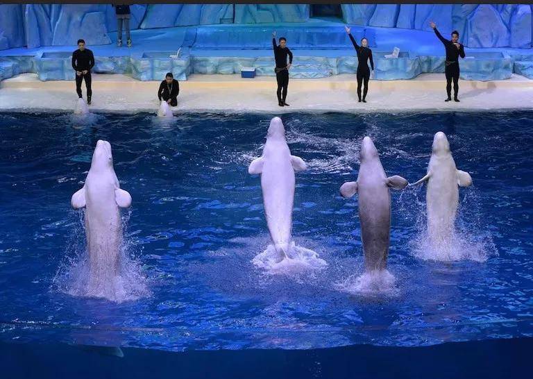 皇冠信用需要押金吗_宁愿全部安乐死皇冠信用需要押金吗,也不给中国?加拿大养不起30头白鲸,中国愿接手,然而...