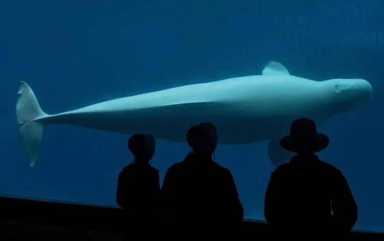 皇冠信用需要押金吗_宁愿全部安乐死皇冠信用需要押金吗,也不给中国?加拿大养不起30头白鲸,中国愿接手,然而...