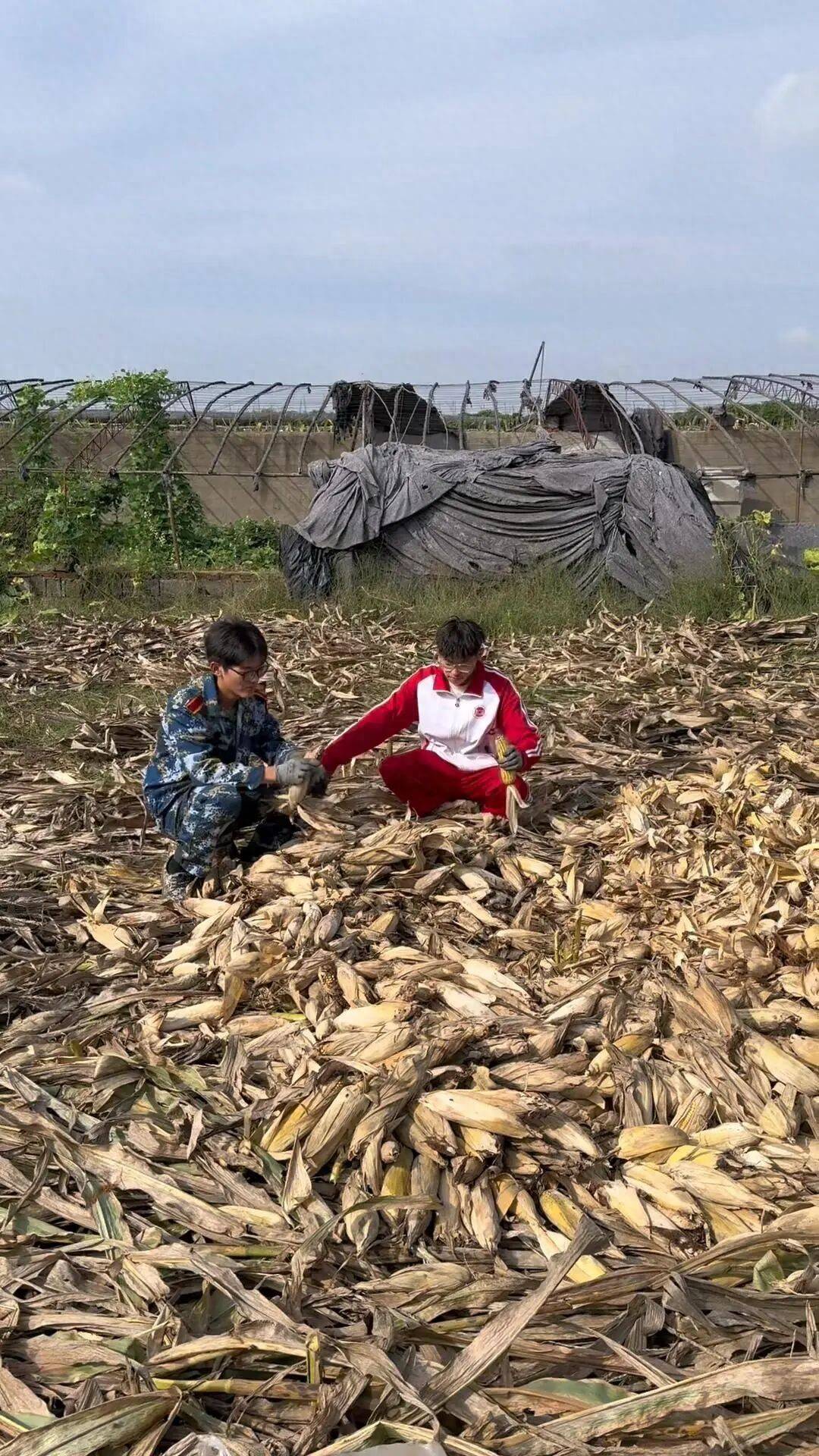 皇冠信用網代理流程_山东一大学生国庆8天假掰了7天半玉米皇冠信用網代理流程,本人称“自己多弯一次腰父母就少吃一点苦”