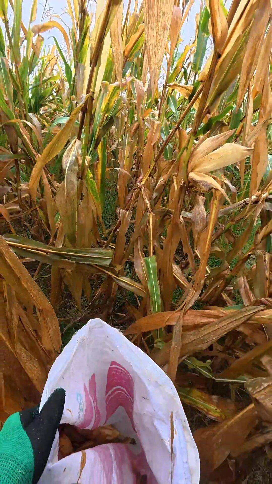 皇冠信用網代理流程_山东一大学生国庆8天假掰了7天半玉米皇冠信用網代理流程,本人称“自己多弯一次腰父母就少吃一点苦”