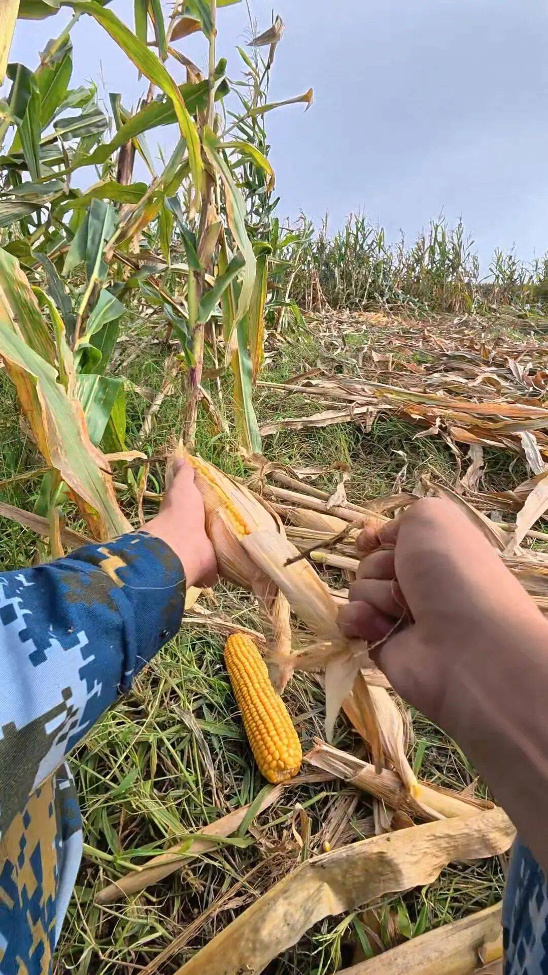 皇冠信用網代理流程_山东一大学生国庆8天假掰了7天半玉米皇冠信用網代理流程,本人称“自己多弯一次腰父母就少吃一点苦”