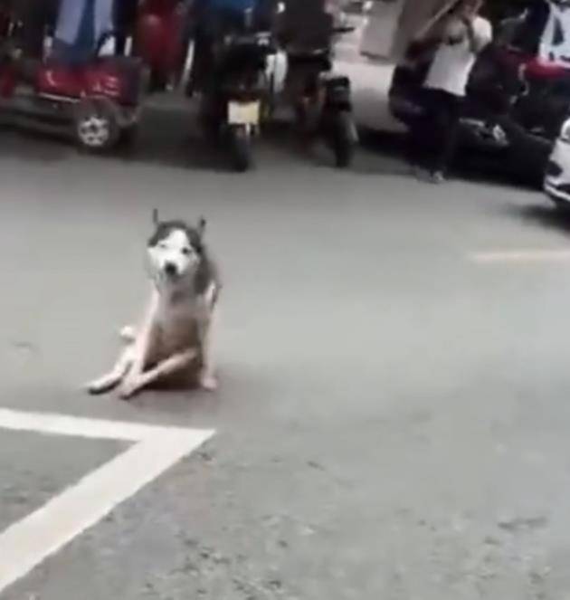 皇冠信用网注册
_成都龙泉驿一店主街头砍流浪狗皇冠信用网注册
，周边商户：狗几天前才到街上，应该才走失不久