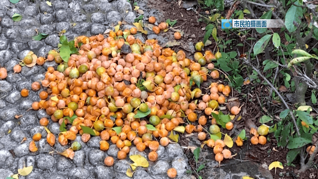 皇冠信用盘登2登3
_不要捡皇冠信用盘登2登3
！不要吃！昆明街头正大量出现……