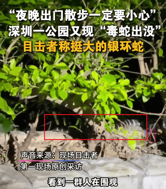 怎么注册皇冠信用盘
_深圳市区现剧毒银环蛇！目击者：这么大、这么毒怎么注册皇冠信用盘
，一定要小心！