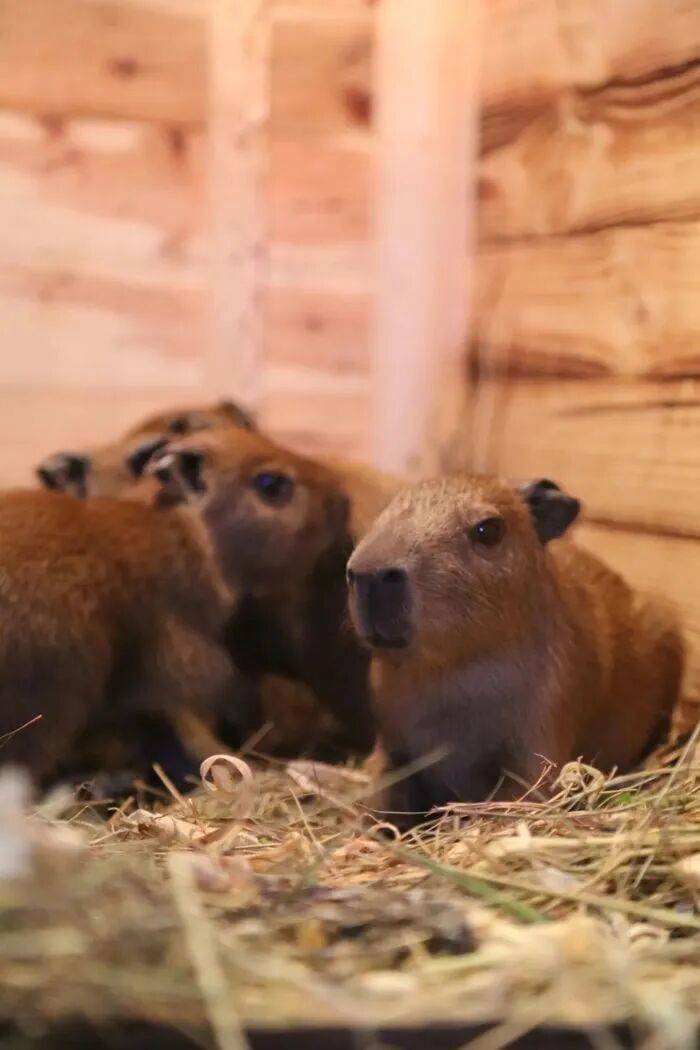 皇冠信用网平台
_出生1小时就能独立行走皇冠信用网平台
,济南动物园“果果”和“豚豚”的4只新生幼崽,周末和市民见面