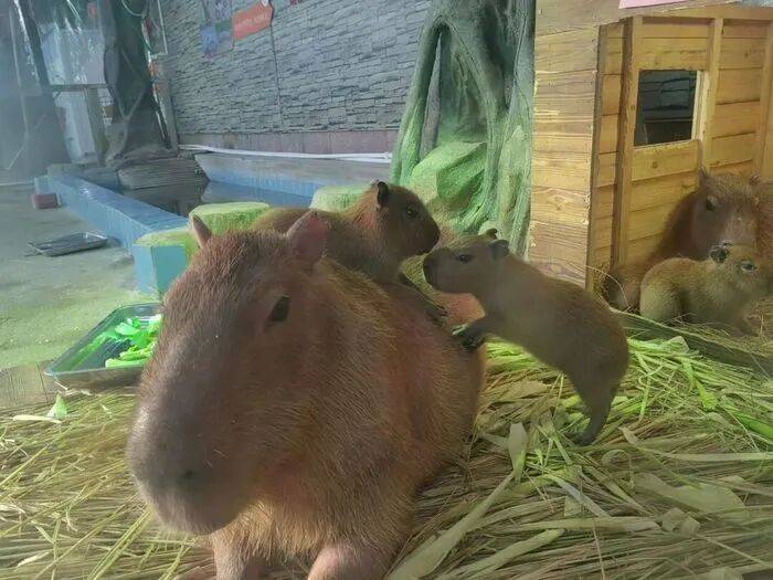 皇冠信用网平台
_出生1小时就能独立行走皇冠信用网平台
,济南动物园“果果”和“豚豚”的4只新生幼崽,周末和市民见面