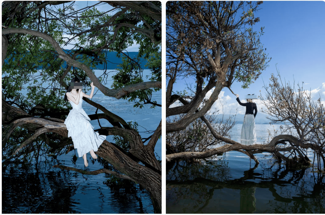 体育皇冠信用网
_大理洱海摄影师反映网红“歪脖子树”多处被锯 洱海管理局工作人员：情况正在核查