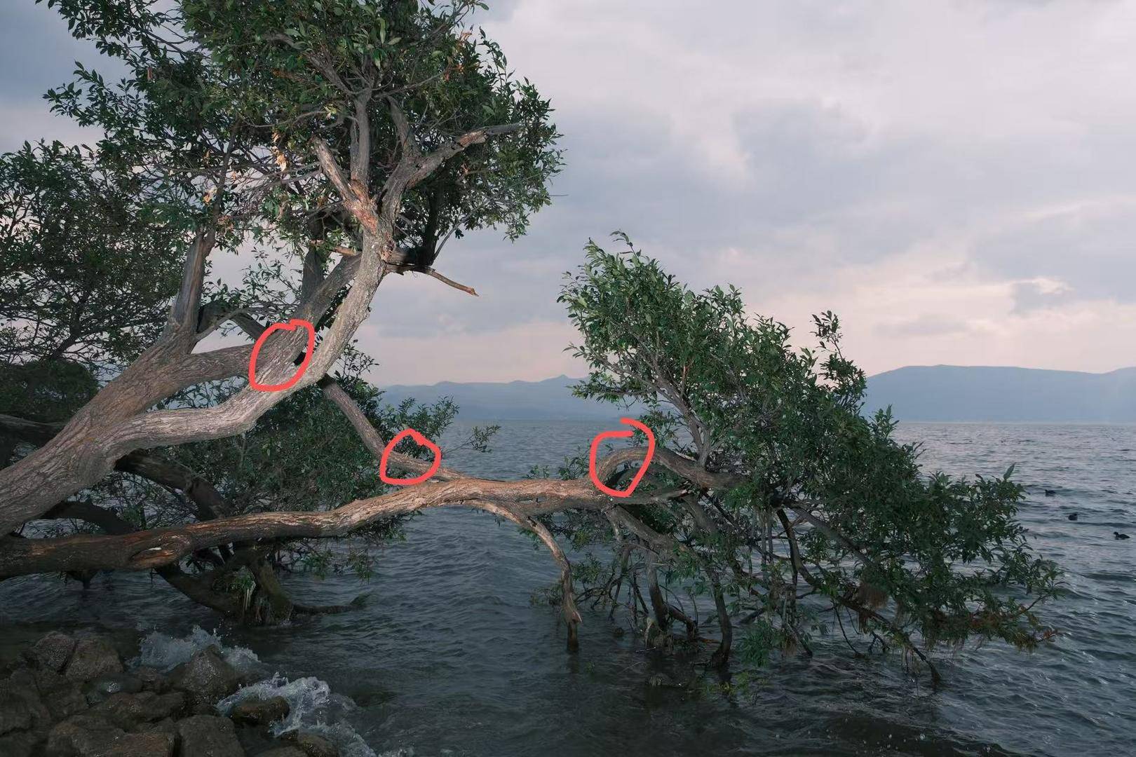 体育皇冠信用网
_大理洱海摄影师反映网红“歪脖子树”多处被锯 洱海管理局工作人员：情况正在核查