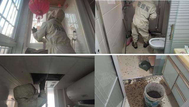 世界杯信用网
_惊世界杯信用网
!空置两个月的房子竟被蜜蜂当成了 “豪华别墅”