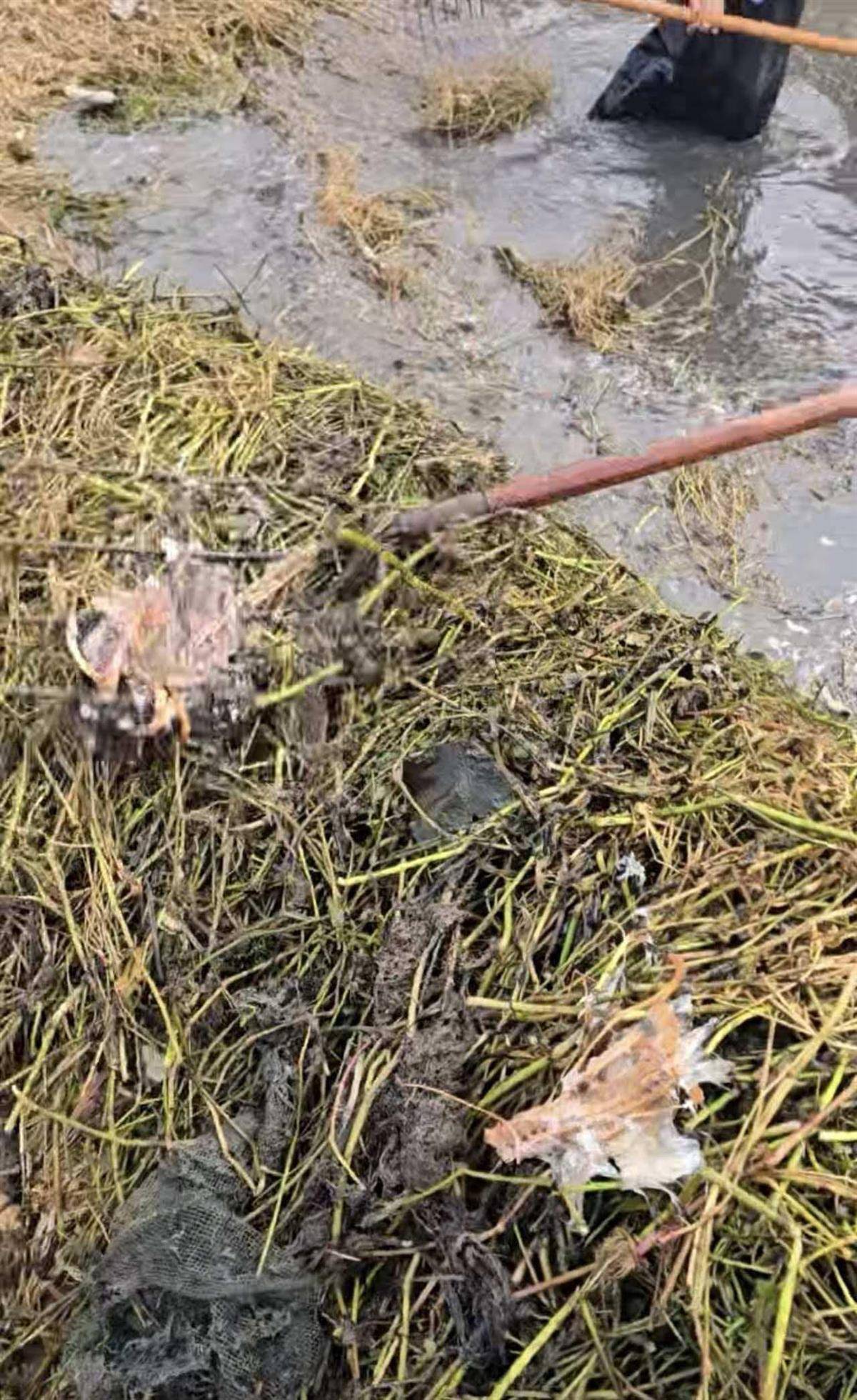 斯托克城vs西布朗
_大鹅主人抽水追凶最新进展来了:深刨半米淤泥啥也不见斯托克城vs西布朗
,或因厚草盖顶溺亡