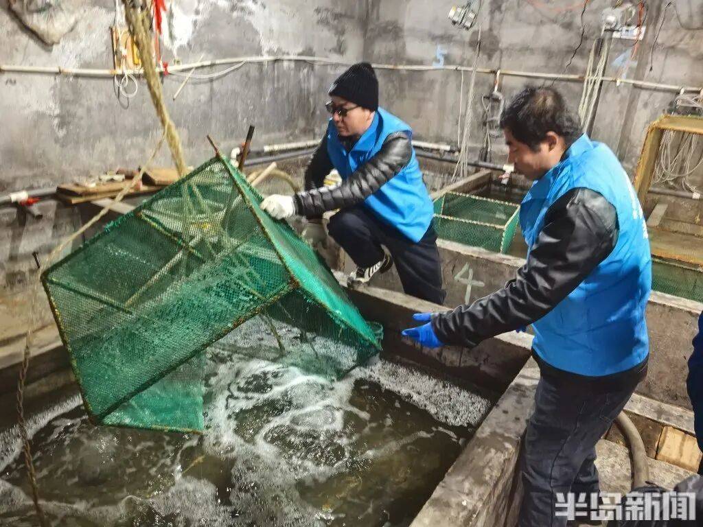 信用网如何申请_神奇！青岛渔民出海捕到一条怪鱼信用网如何申请，身价昂贵！