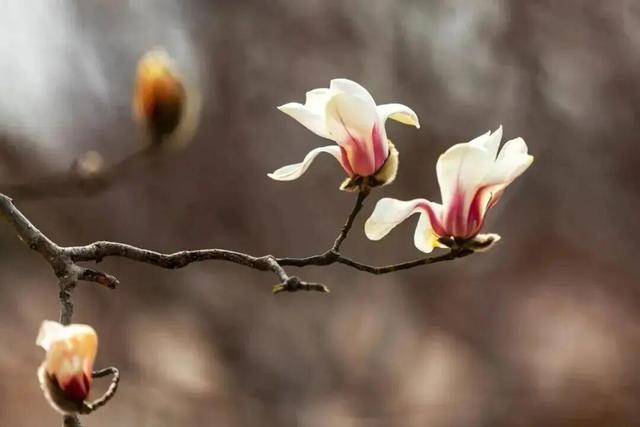 怎么注册皇冠信用盘
_北京今天气温回升怎么注册皇冠信用盘
,但别急着收冬装!下周还有冷空气