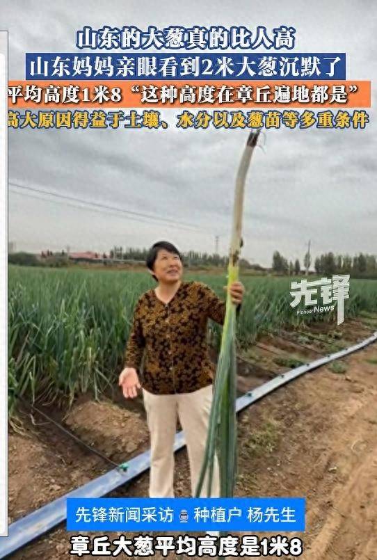 德国乙组联赛-特别投注_山东女子在葱田里拿大葱的照片火了！拍摄者：女子是他的母亲德国乙组联赛-特别投注，亲眼看到2米06高的大葱沉默了；得益于多重自然条件，葱田平均高度1米8以上